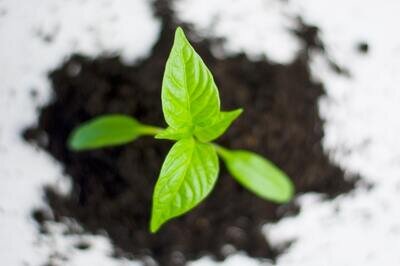 HRMS selection for growth - paprika plant